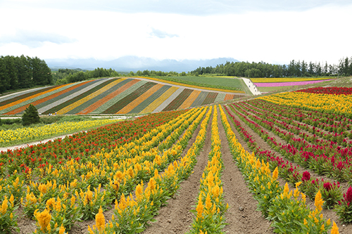 Vườn hoa tại Hokkaido